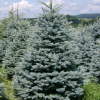Ель колючая (Picea pungens) Фэт Альберт  40-60 С5 ПА/26