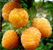 Малина Беглянка (раннеспелый сорт)