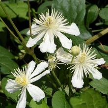 Основное изображение товара