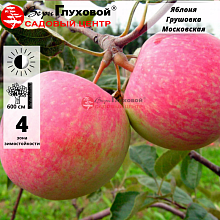 Яблоня Грушовка Московская (раннелетний сорт)