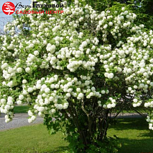 Основное изображение товара