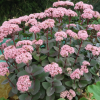 Очиток (Sedum) Матрона С2 ГлХ/26