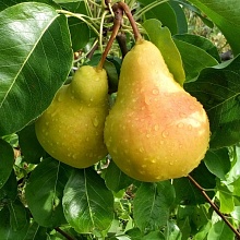 Основное изображение товара