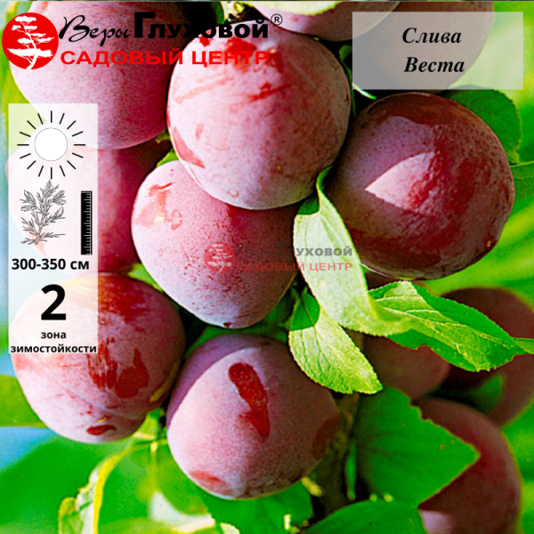 Слива Веста (средний сорт)