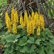 Основное изображение товара