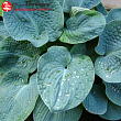 Хоста 