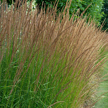 Основное изображение товара