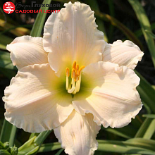 Основное изображение товара