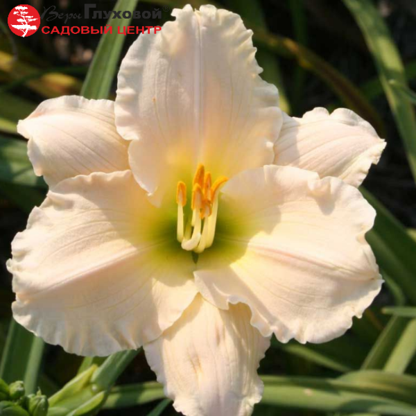 Основное изображение товара