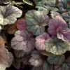 Гейхера гибридная (Heuchera x hybrida) Шуга Фростинг С2 СП/25