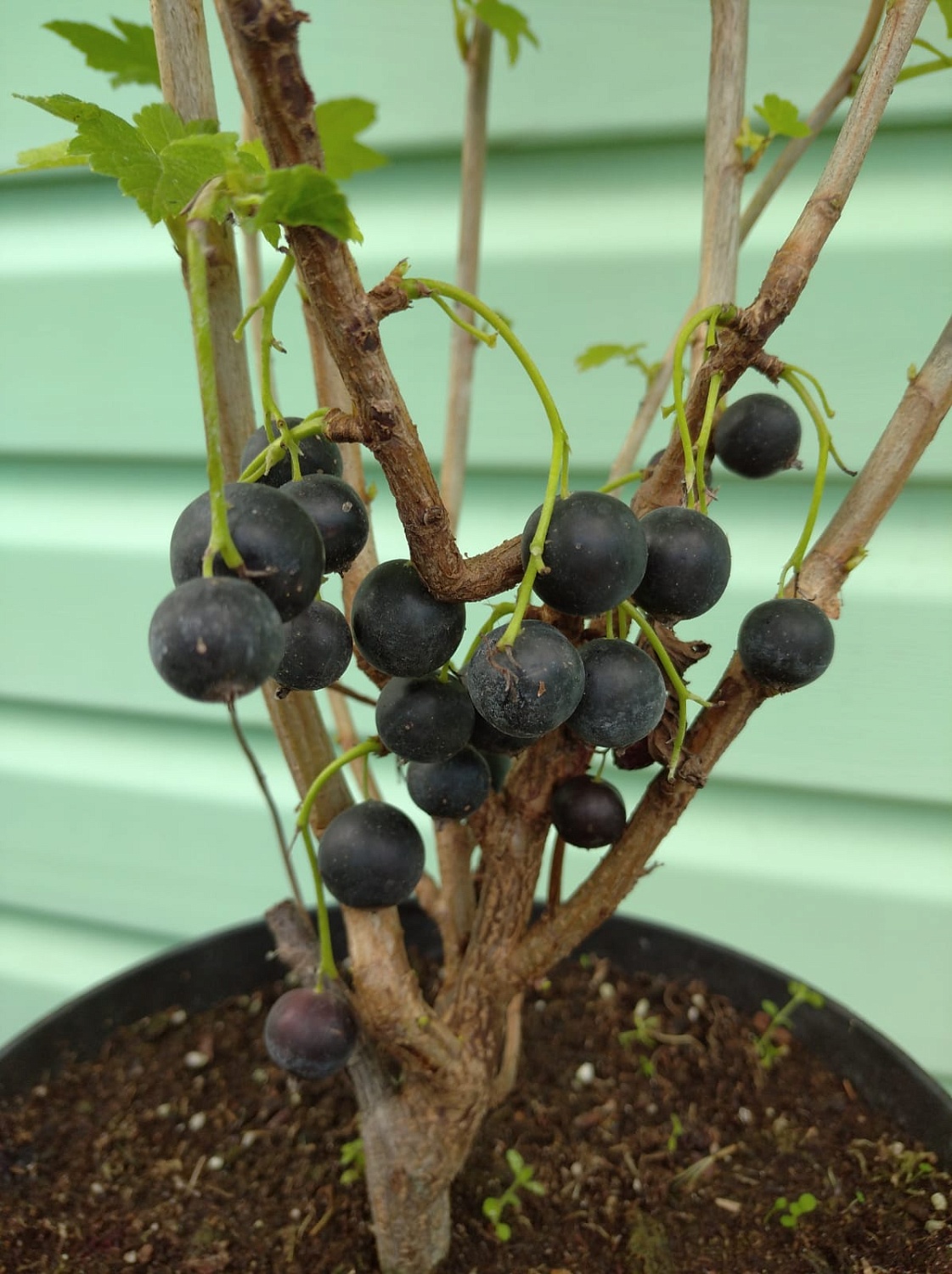 АКЦИЯ: Двухлетние саженцы смородины от 75₽