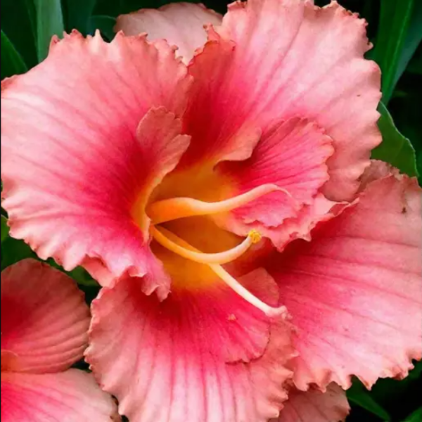 Основное изображение товара