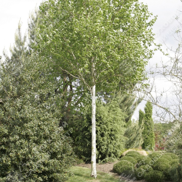 Береза полезная "Дооренбос" на фото