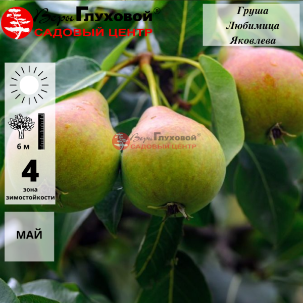 Груша Любимица Яковлева (осенний сорт)