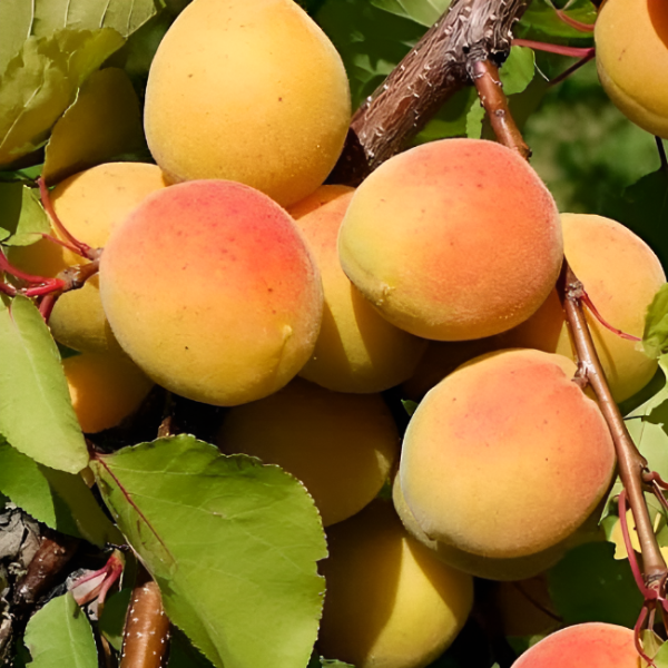 Основное изображение товара