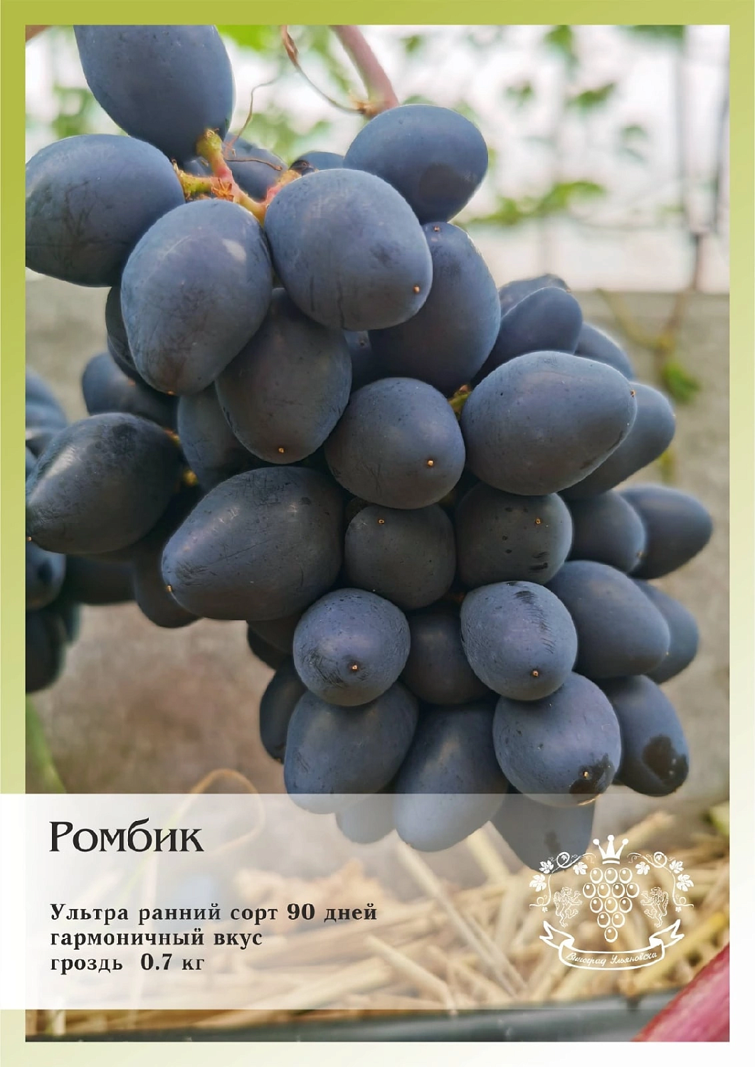 Приглашаем жителей Самары на ДЕНЬ ВИНОГРАДА