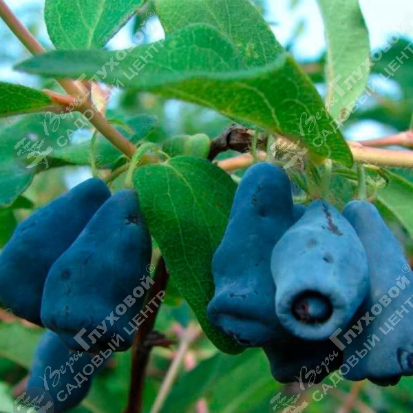 Жимолость "Амфора" на фото