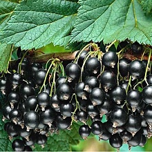 Основное изображение товара