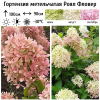 Гортензия метельчатая (Hydrangea paniculata) Роял Фловер  С3 СП/24