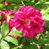 Роза Ругоза (Rosa rugosa) Roseraie de l'Hay С3 НАп/24