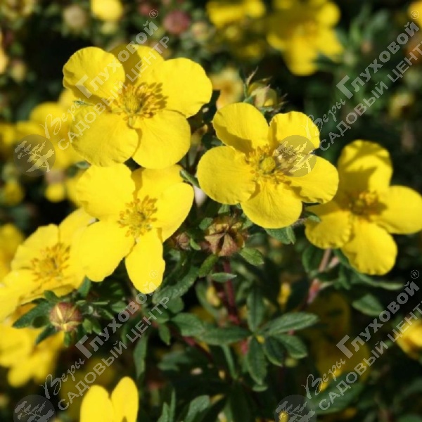Лапчатка кустарниковая "Саммерфлор" на фото