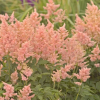 Астильба японская (Astilbe japonica) Пич Блоссом С2 ГлХ/26