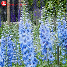 Основное изображение товара