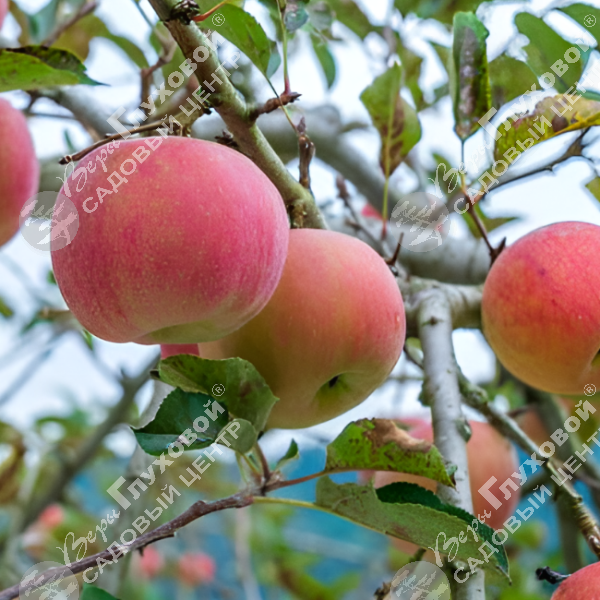 Яблоня "Штрейфлинг" на фото