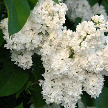 Основное изображение товара