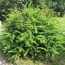 Основное изображение товара