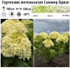 Гортензия метельчатая (Hydrangea paniculata) Саммер Бризе Р9 СП/26