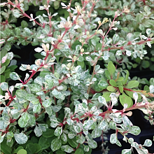 Основное изображение товара