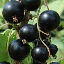 Основное изображение товара