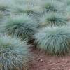 Овсяница сизая (Festuca cinerea) Фредди С3 РФр/26