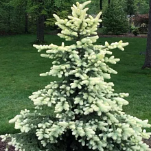 Основное изображение товара