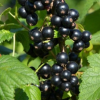 Смородина черная "Загадка" на фото