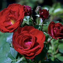 Основное изображение товара