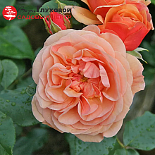 Основное изображение товара