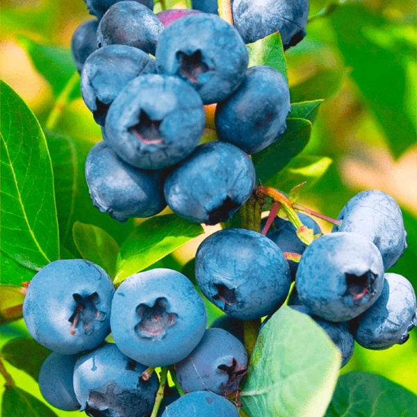 Основное изображение товара