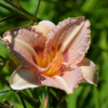 Лилейник (Hemerocallis) Лонгфилдз Глори С3 ГлХ/26
