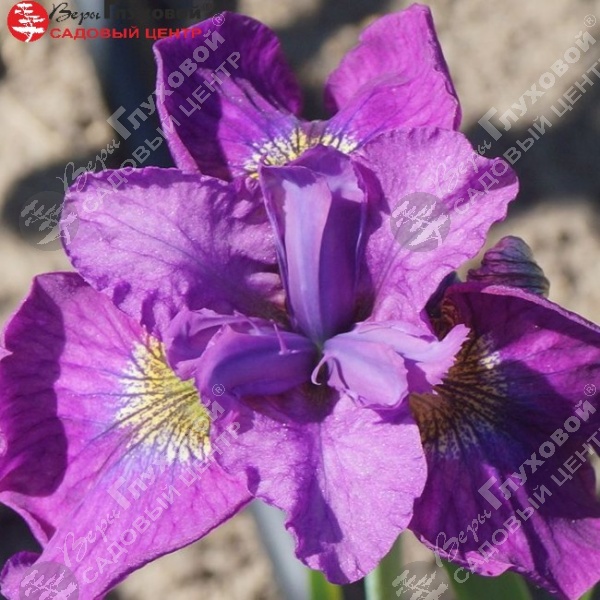 Ирис сибирский  "Сибирика Си Я Лейтер" на фото