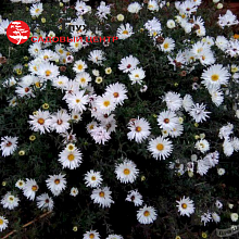 Основное изображение товара