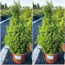 Основное изображение товара