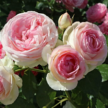 Основное изображение товара