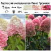 Гортензия метельчатая (Hydrangea paniculata) Пинк Промизе Р9 СП/26