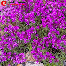 Основное изображение товара