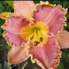 Лилейник (Hemerocallis) Лавендер ТуТу С3 ГлХ/26