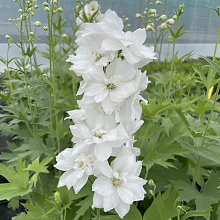 Основное изображение товара