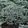Ель колючая (Picea pungens) Карпатен 30-40 С6 ГЕ/25