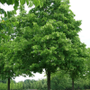 Липа американская (Tilia amerikana ) Нова 175-200 С20 РСав/26